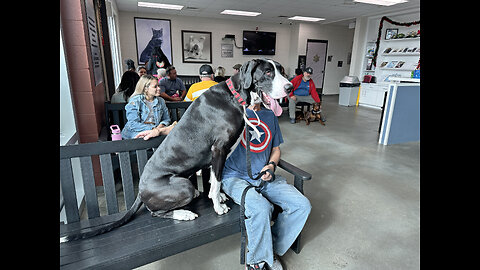 Great Dane's Pre Op Spay Visit At The Tampa Humane Society Vet Clinic