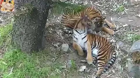 Incredibly Rare Tiger II Dangerous Tigers in a Zoo II