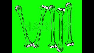 Pectoral Girdle (Right-Complete) x Habilis