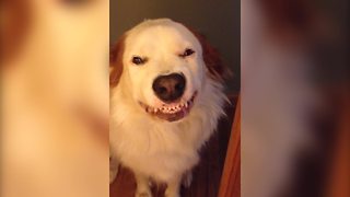 "This Dog Can Smile!"