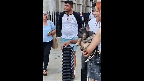 French bull dog so cut #horseguardsparade