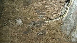 South Carolina Yellow rat snake crawling through my yard last night.