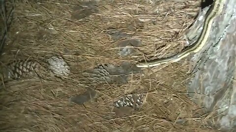 South Carolina Yellow rat snake crawling through my yard last night.