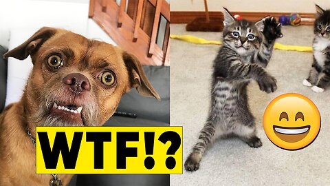 New Funny Animals 😂 Funniest Cats and Dogs Videos 2023 😺🐶 Part 1