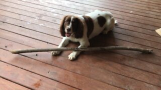 Dixie and her Stick