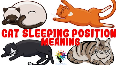 What Your Cat's Sleeping Position Reveals About Their Health and Personality