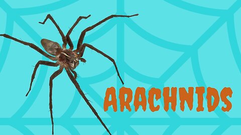 I Have Discovered A New Species Of Arachinds 👀|Creepypasta🦗|Horror Story.💀