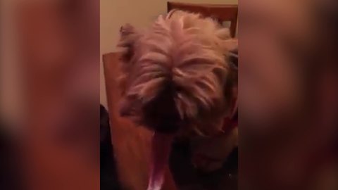 Funny Little Dog With Very Long Tongue