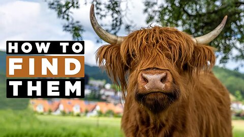 Where To Find HIGHLAND COWS In Scotland