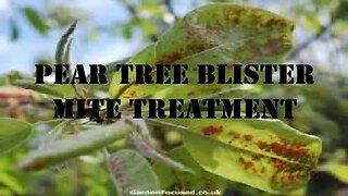Pear Tree Blister Mite Treatment.