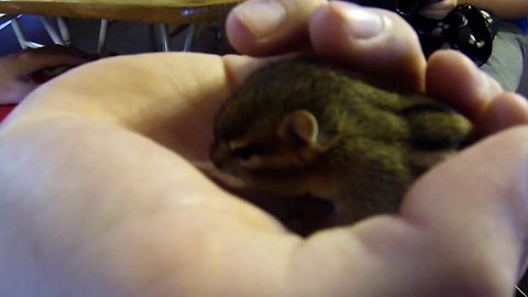 Orphaned newborn chipmunk returns to family that saved it