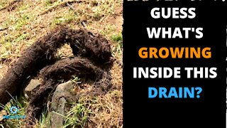 How Much Do Roots Grow? You See What Happened