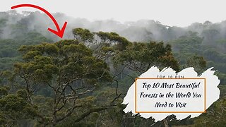 Top 10 Most Beautiful Forests in the World You Need to Visit