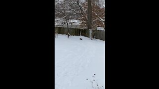 Little dog running in the snow.