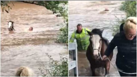 Mette in salvo il cavallo durante l'inondazione