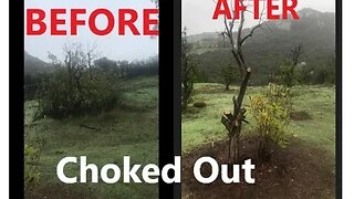 Re-Gen Farming | CHOKED out Macadamia Tree | D.I.Y in 4D