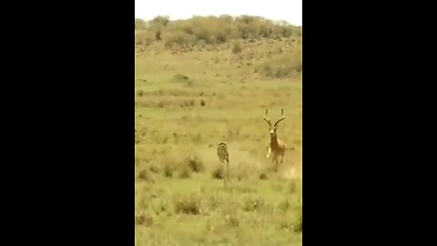 This chase 😱#wildlifemagictv #wildlife #life #magic #nature #animals #animalsworld #wildlifelove