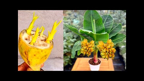 How to grow banana plant from seed.