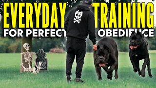 Cane Corso Obedience Training