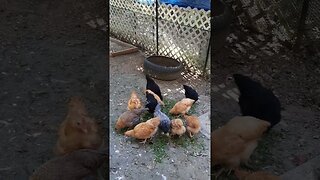 Backyard Chickens Eating Grass Clippings