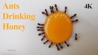 Ants drinking honey