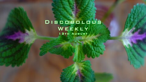Discobolous Weekly - 13th August