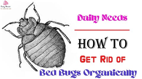 How to Get Rid of Bed Bugs Organically - Daily Needs Studio