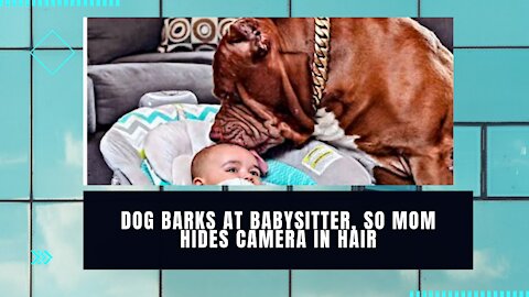 Dog Barks At Babysitter, So Mom Hides Camera In Hair