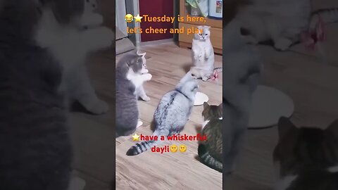Cats Play Together : Feline Circus