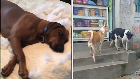 Dog destroys pillow reach treat on his back