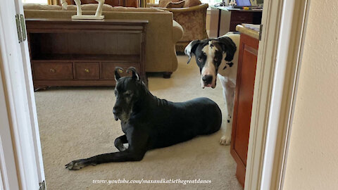 Funny Great Danes Have Great Respect For Growling Cat