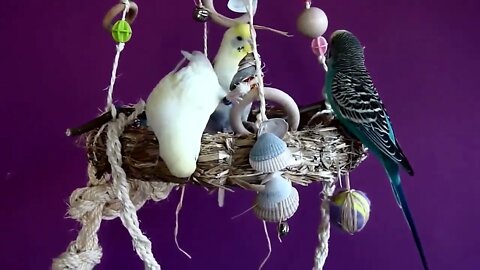 4K HDR Video – Beautiful Lovebird | Budgies and Cockatiel Birds Playing and Feeding-18