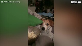 Ce chien fixe le pop-corn avec intensité