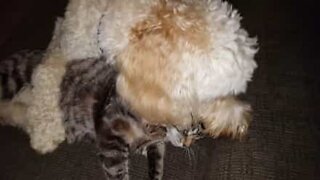 Dog tries to annoy the most apathetic cat in America