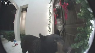 Bear rings doorbell of Florida home