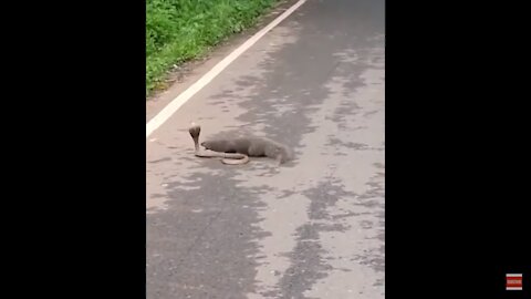 Wild animal in the jungle of Africa - Snake battle