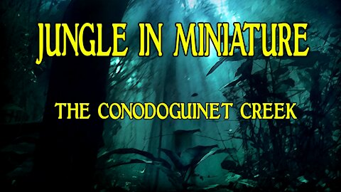 Jungle in Miniature - The Conodoguinet Creek