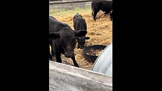 Calves come to see mama cat