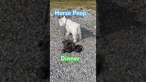 They LOVE Horse Poop #funny #shortvideo #Horses #dogs