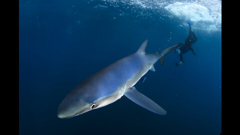 Hammerhead & Blue Sharks in Cabo BCS