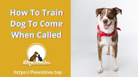 How To Train Dog To Come When Called