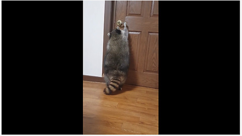 Pet raccoon learns how to open doors