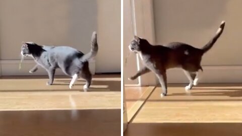 Cat hilariously shows how a walk of pride looks like