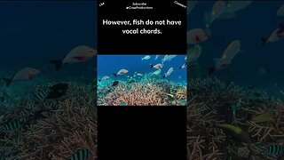 Fish use a variety of low-pitched sounds to convey messages to each other #fish #shorts