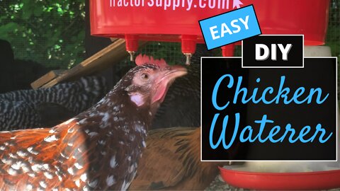 Easy DIY Chicken Waterer | How to Make Chicken Waterer with a 5 Gallon Bucket