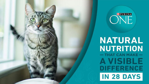 Purina ONE Natural Dry Cat Food, Tender Selects Blend With Real Salmon