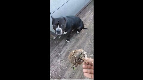 American Bully's Rebellion