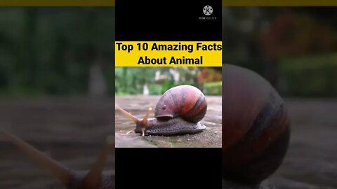 😱😳 Top amazing Facts 🙋‍♂️ रोचक तथ्य के बारे में आपको पता था क्या 🙋‍♂️ #facts #shorts(1)