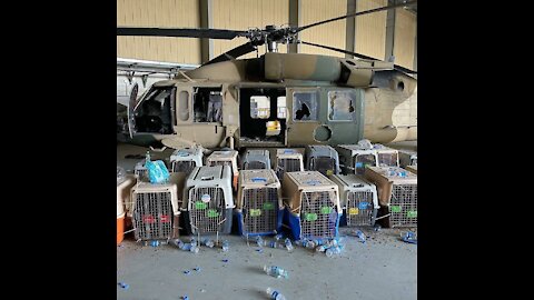 THE 82nd AIRBORNE COMMANDER ABANDONED DOZENS OF DOGS ALONGSIDE AMERICANS, PLANES,