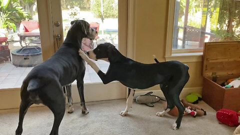 Great Dane Rings Potty Bells For 4 Pack To Go Outside On Squirrel Patrol